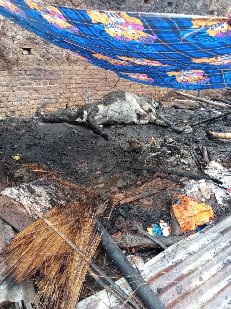 खटाल में  आग लगने से जलकर मवेशियों की मौत