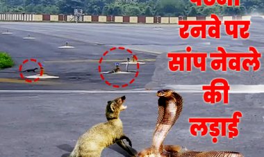 पटना एयरपोर्ट पर सांप और नेवले की भिड़ंत: रनवे पर हुई धुआंधार लड़ाई की रिपोर्ट